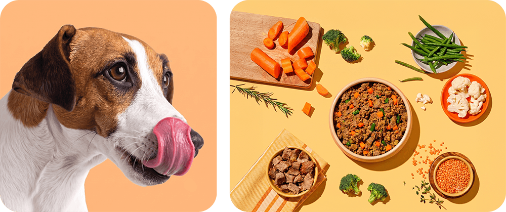 A pet portrait — the heart of Animeal